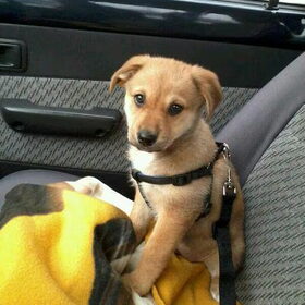 Zoë in de auto