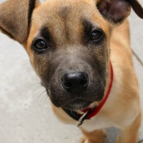 Puppy Juneau