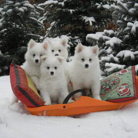 VIER DAMES OP DE SLEE