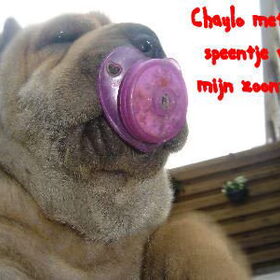 Mijn chaylo als pup
