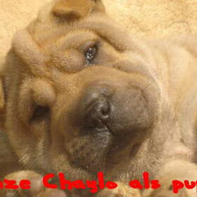 mijn sharpei chaylo als pup...