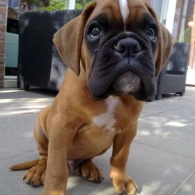 Baby Bruce