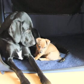 Nando met Bowie