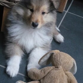 Kleine Cooper