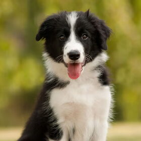 Border collie pup