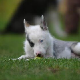 appel als prooi