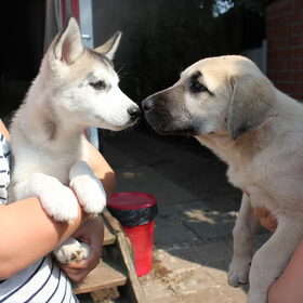 Asiel pups!