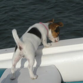 Varen