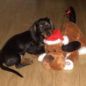 eerste kerstfoto van Buddy...