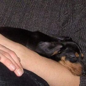 Buddy's eerste dag bij ons!