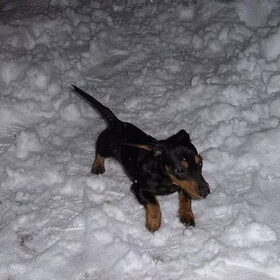 Buddy's eerste sneeuw!!!
