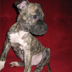 Tyson