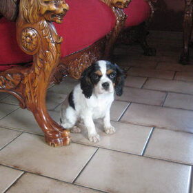 Lady
