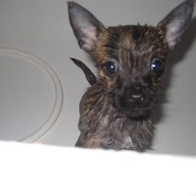 Lola eerste keer in bad na een poeprolsessie :)