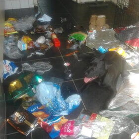 Raff de plastic-pup