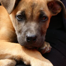 lieve puppy