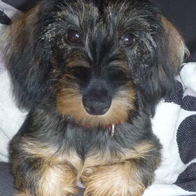 De wereld is mooi voor Odie....