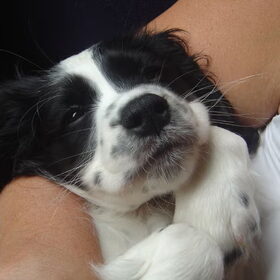 Puppy Moos