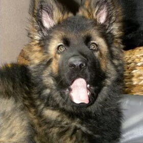 Puppygaapje