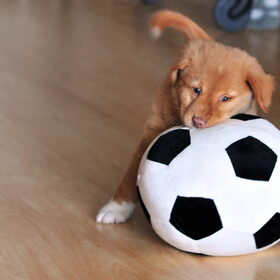 Shaely pupfoto 1/3