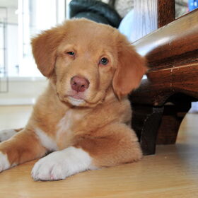 Shaely pupfoto 2/3