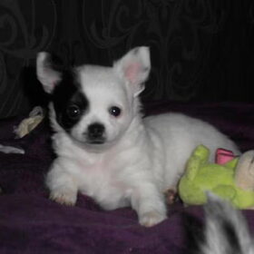 Ondeugende Tygo