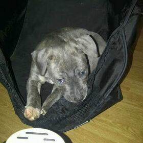 kisha als puppy