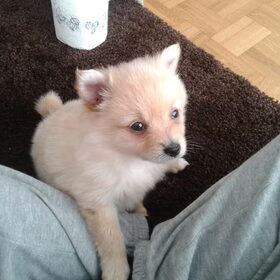 4 maandjes oude snoes