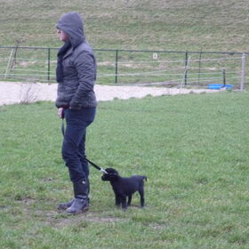 Eerste puppytraining van Bo