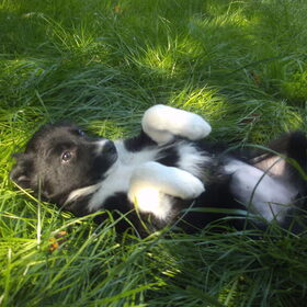Hondje Zita