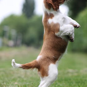 Daar zit een vogeltje!
