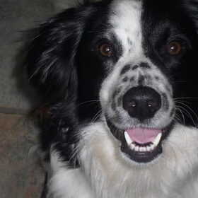 Schattig koppie!!
