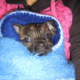 Lola