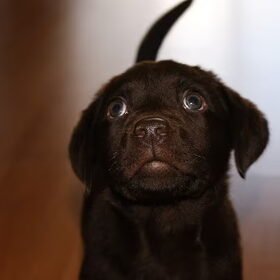 Lief!