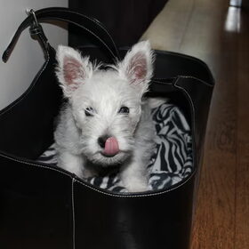 Bink 8 weekjes oud