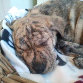 Shar-pei X amerikaanse stafford