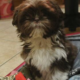 Ricco
