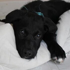 Milo Op het bed