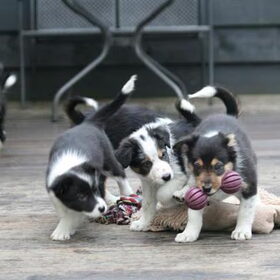 Samen spelen samen delen