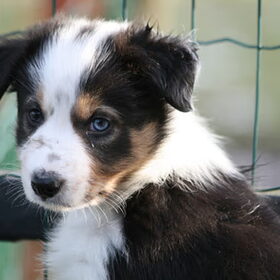 7 Weekjes oud