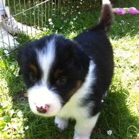 Inca 6 weken oud