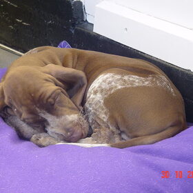 Aiello Bracco Italiano puppie