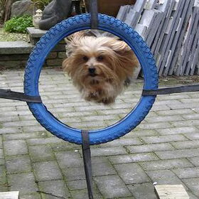 Springen door de band