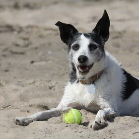 Billie op het strand
