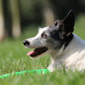 Trotze frisbeeeigenaar....