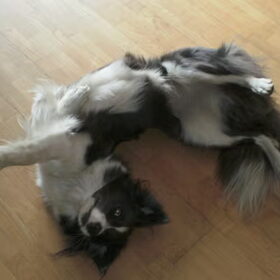 Het commando "dood"