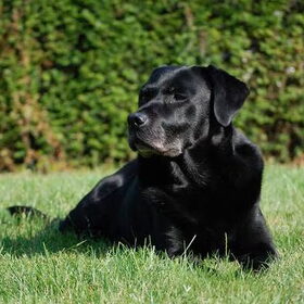 Senna 10 jaar