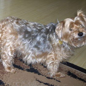Macy
