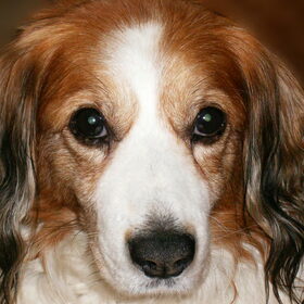 Kooikerhondje Floris bijna 15 jaar