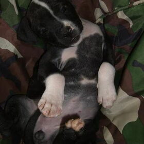 Die hard puppie:P